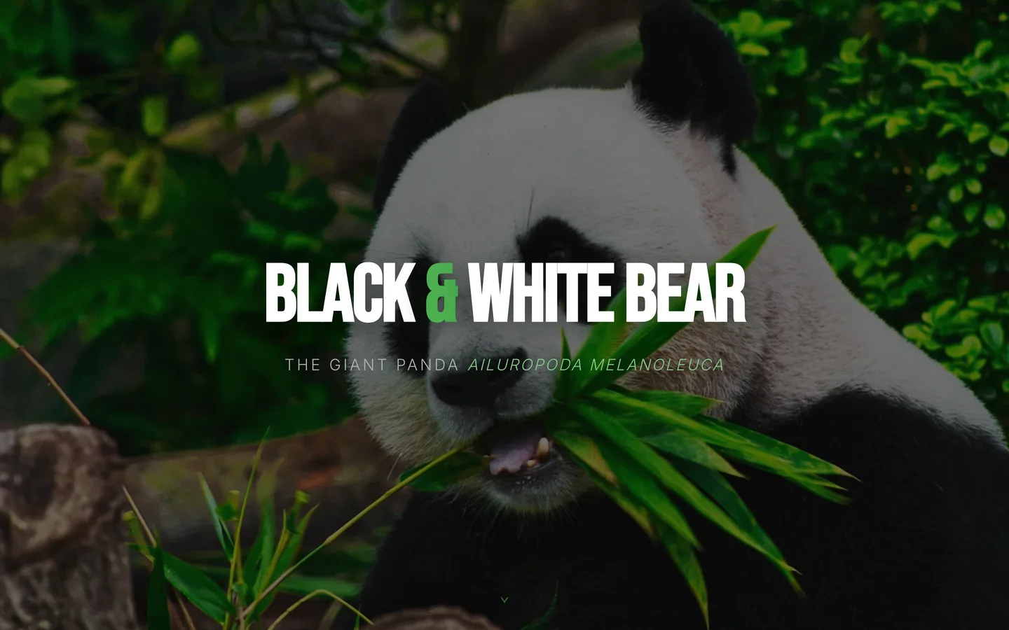 Black & White Bear — a tribute to the giant panda